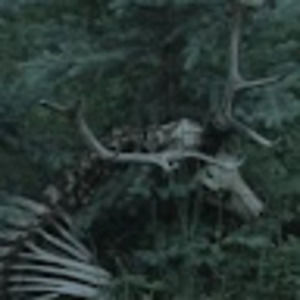 Meet your Posher, Alexis (ollie)